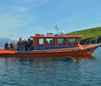 Boat Tour Carlingford